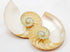 Set of 2 Striped Nautilus Half Shell